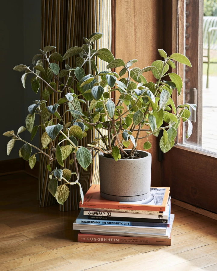 Plant Pot With Saucer L grey.jpg