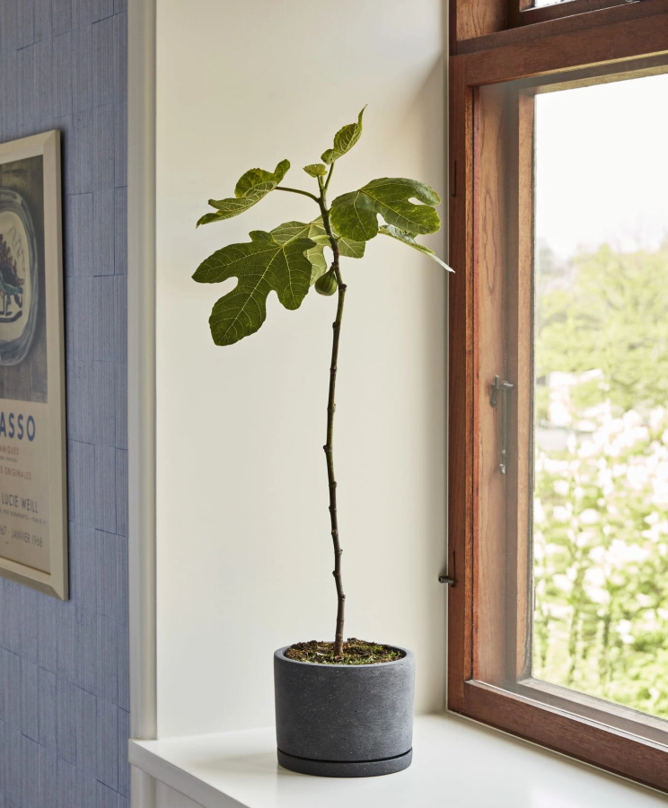 Plant Pot With Saucer XL black.jpg