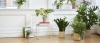 Tray Table white_Botanical Family off white_Flowerpot with saucer grey.jpg