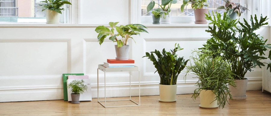 Tray Table white_Botanical Family off white_Flowerpot with saucer grey.jpg