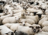 Kristalia_Mustache-BAA_6.jpg