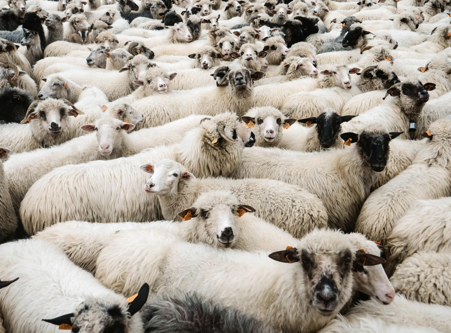 Kristalia_Mustache-BAA_6.jpg
