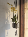 Phanta Plant Hanger black_Botanical Family light grey.jpg