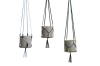 Phanta Plant Hanger family_Botanical Family.jpg