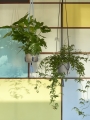 Phanta Plant Hanger black_light blue.jpg