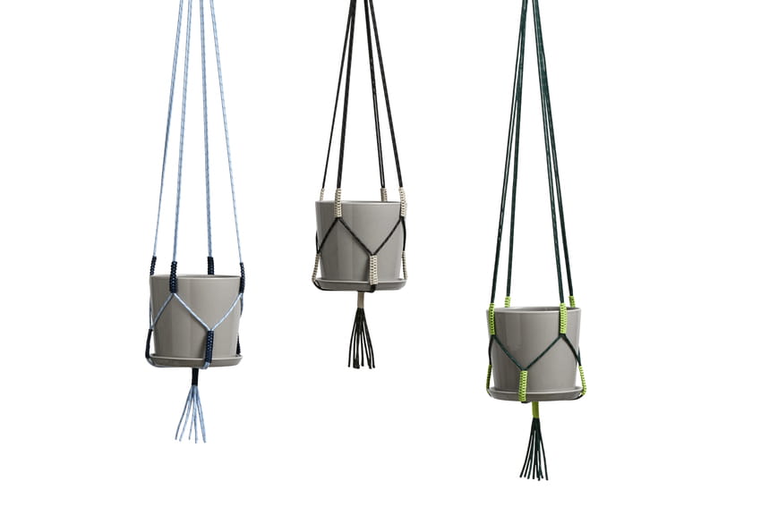 Phanta Plant Hanger family_Botanical Family.jpg