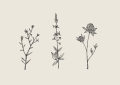 Chloe_Purpero_Johnson_Three_Friendly_Bushels_Product_Low_Res.jpg