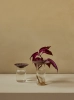 MENU_Cresco_Propagation_Set_4.webp