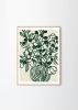 Anine_Cecilie_Iversen_Poppy_Studies_II_Frame_Oak_Low_Res-1000x1400.jpg