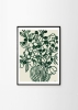 Anine_Cecilie_Iversen_Poppy_Studies_II_Frame_Black_Oak_Low_Res-1000x1400.jpg