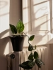 1104267338_2_750x.webp