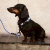 hay-dogs-collar-flat_imageslider_3.jpg