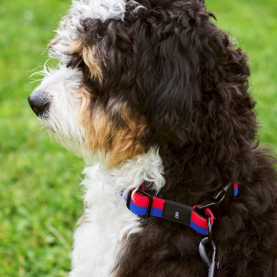 hay-dogs-collar-flat_imageslider_4.jpg