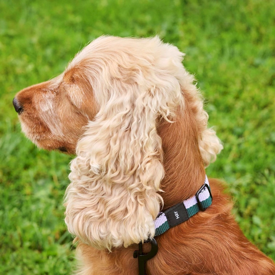 hay-dogs-collar-flat_imageslider_1.jpg