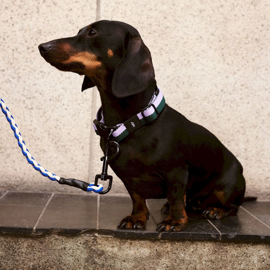 hay-dogs-collar-flat_imageslider_3.jpg