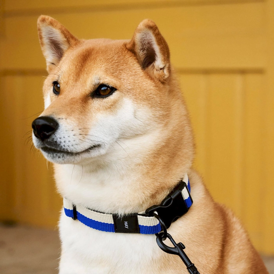 hay-dogs-collar-flat_imageslider_2.jpg