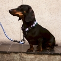 hay-dogs-collar-flat_imageslider_3.jpg