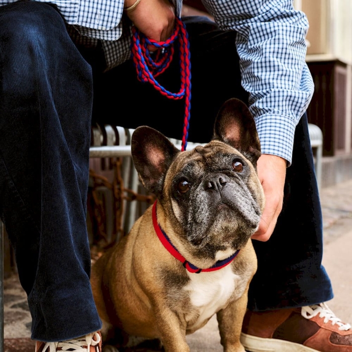 hay-dogs-leash_imageslider_2.jpg