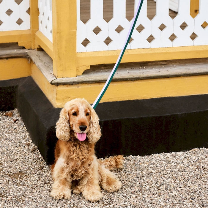 hay-dogs-leash_imageslider_4.jpg