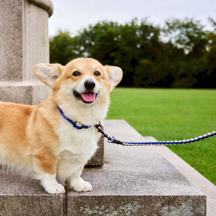 hay-dogs-leash_imageslider_1.jpg