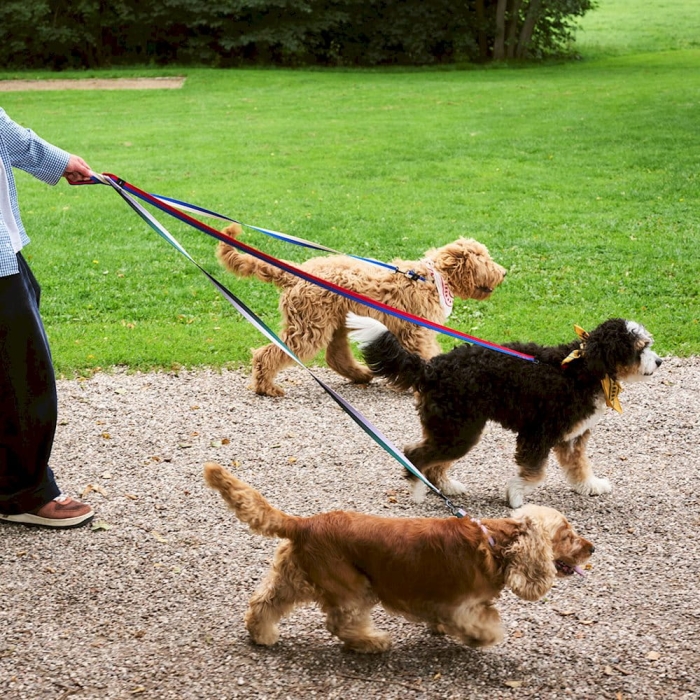 hay-dogs-leash_imageslider_3.jpg
