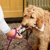 hay-dogs-rope-toy_imageslider_3.jpg