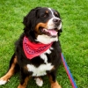 hay-dogs-scarf_imageslider_4.jpg