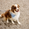 hay-dogs-scarf_imageslider_2.jpg