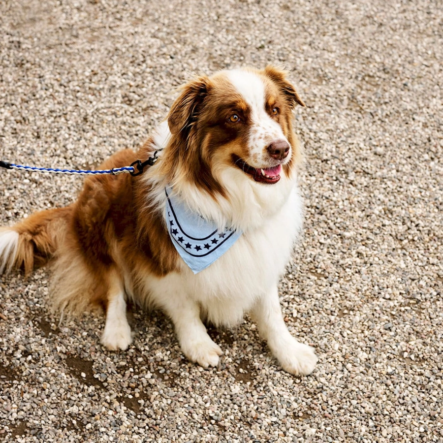 hay-dogs-scarf_imageslider_2.jpg
