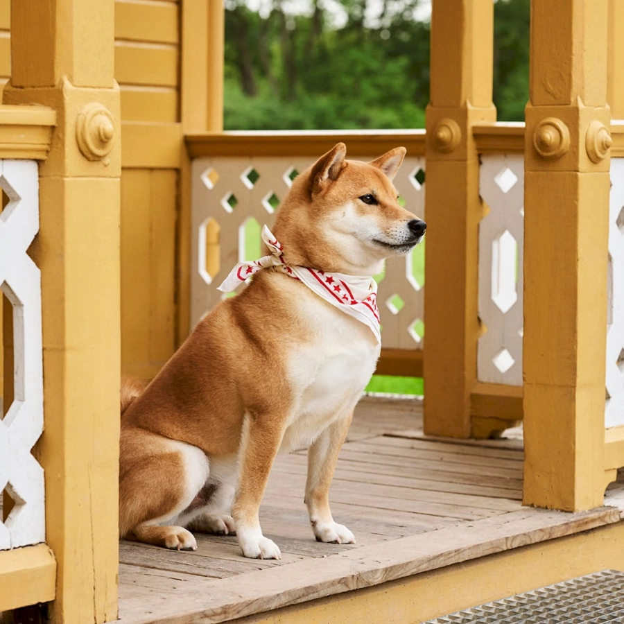 hay-dogs-scarf_imageslider_3.jpg