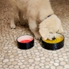 hay-dogs-bowl_imageslider_3.jpg