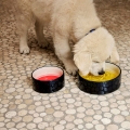 hay-dogs-bowl_imageslider_3.jpg