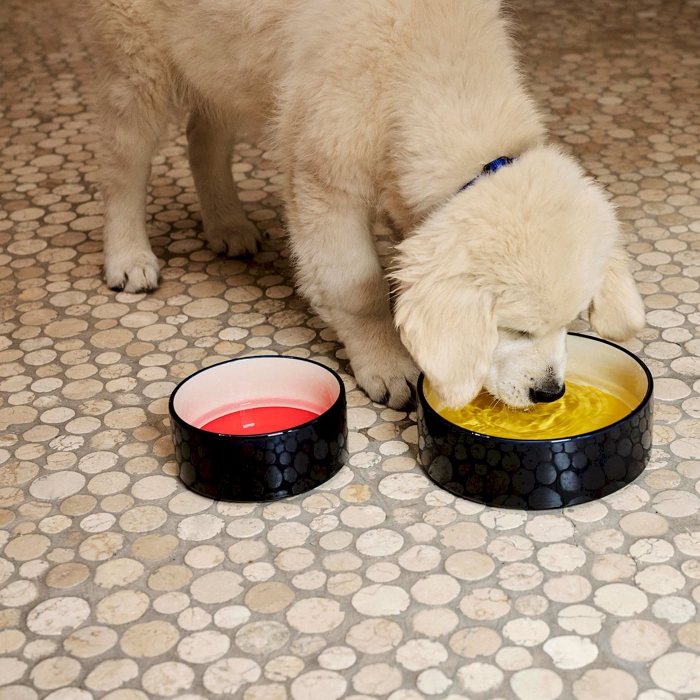 hay-dogs-bowl_imageslider_3.jpg