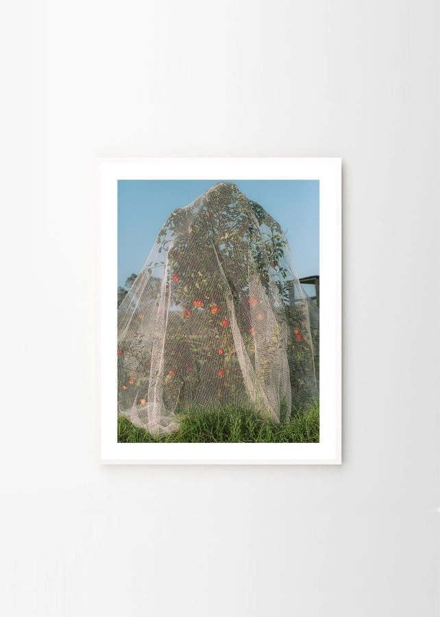 Lee_Burnett_Apple_Tree_Frame_White_Oak_Low_Res.jpg