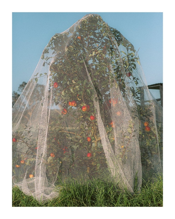 Lee_Burnett_Apple_Tree_Product_Low_Res.jpg