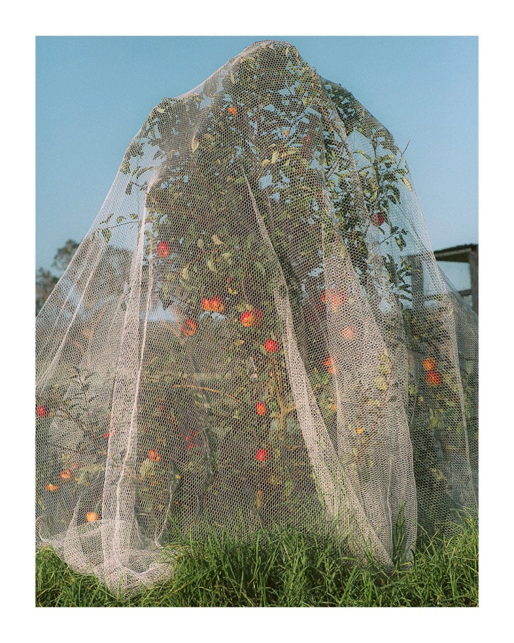 Lee_Burnett_Apple_Tree_Product_Low_Res.jpg