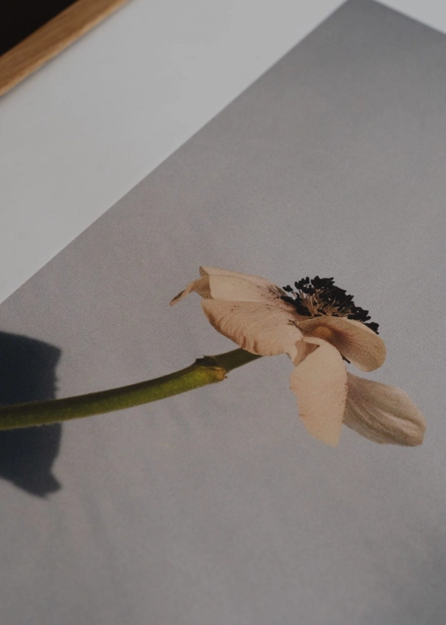 Priszcilla_Varga_Poppy_Pop_Close_Up_Low_Res.jpg