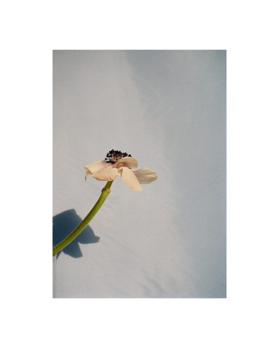 Priszcilla_Varga_Poppy_Pop_Product_Low_Res.jpg