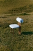 Hippo-Chair-Outdoor_HeatherHills_NORR11_3.webp