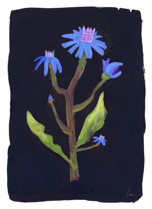 Clara_Schicketanz_Night_Flower_Product_Low_Res-800x1100.jpg