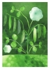 Anna_Ravn_Bjorn_Peas_in_Bloom_Product_Low_Res-800x1100.jpg