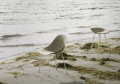 2023_Mat_Chair_Seaweed_Cream_Steel_Mat_Barstool_Seaweed_Cream_Steel_02.jpg