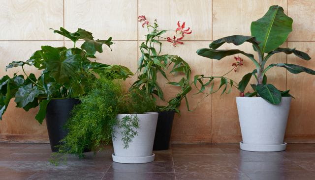 Flowerpot XXL XXXL.jpg
