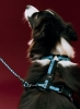 HAY Dogs Harness M blue and black_HAY Dogs Leash Adjustable Braided M-L blue and black.jpg
