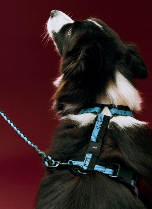 HAY Dogs Harness M blue and black_HAY Dogs Leash Adjustable Braided M-L blue and black.jpg