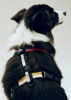 HAY Dogs Harness M multi colour.jpg