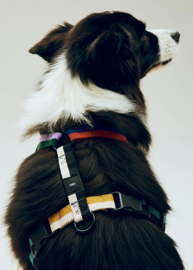HAY Dogs Harness M multi colour.jpg