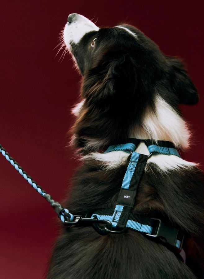 HAY Dogs Harness M blue and black_HAY Dogs Leash Adjustable Braided M-L blue and black.jpg