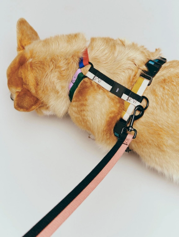 HAY Dogs Harness M multi colour_HAY Dogs Leash Flat M-L pink and black.jpg