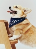 HAY Dogs Scarf Organic dark blue.jpg
